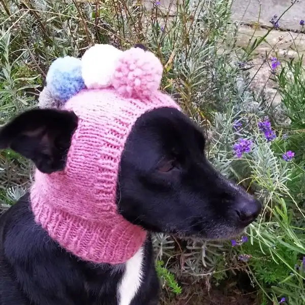 Pooch Pom-Pom Hat