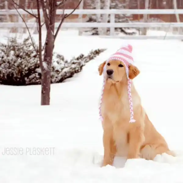 Large Doggie Hat