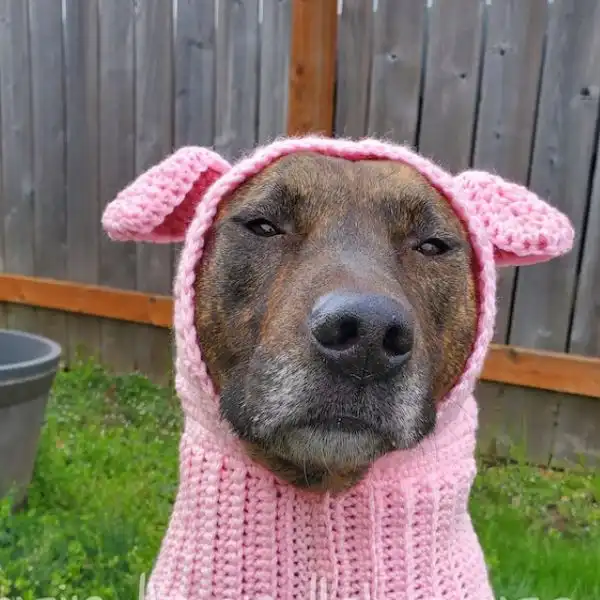 Pig Dog Snood