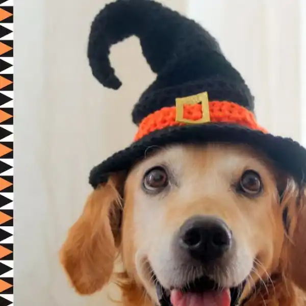 Witch Dog Hat