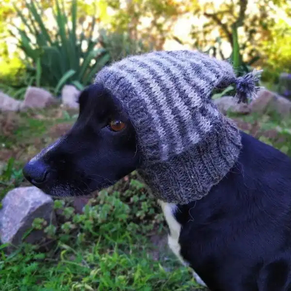 Striped Dog Hat