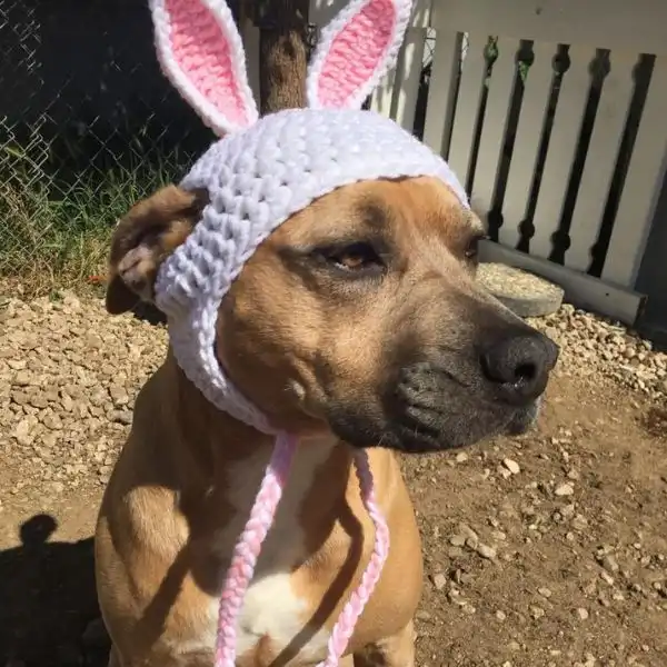 Easter Bunny Dog Hat