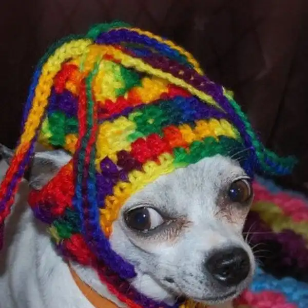 Squiggles Dog Hat