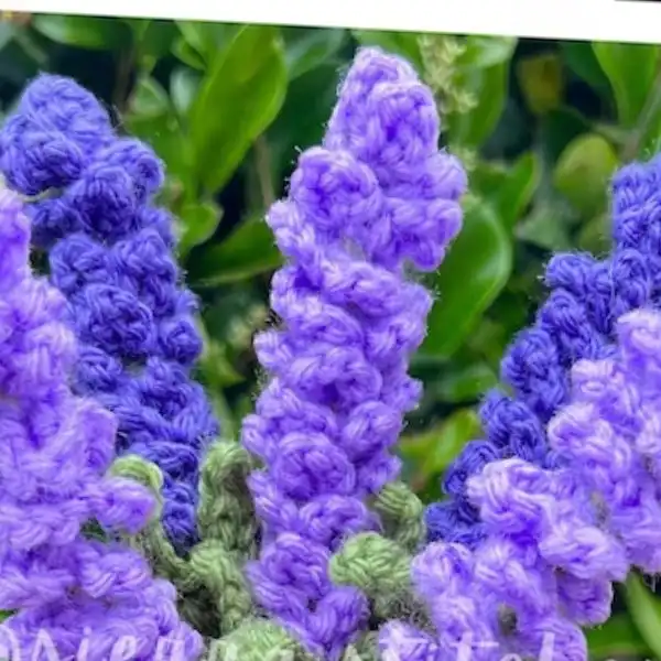 Potted Lavender