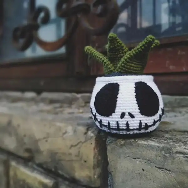 Skull Succulent Plant