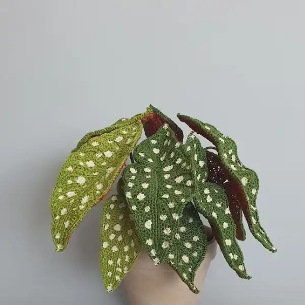 Polka Dot Plant