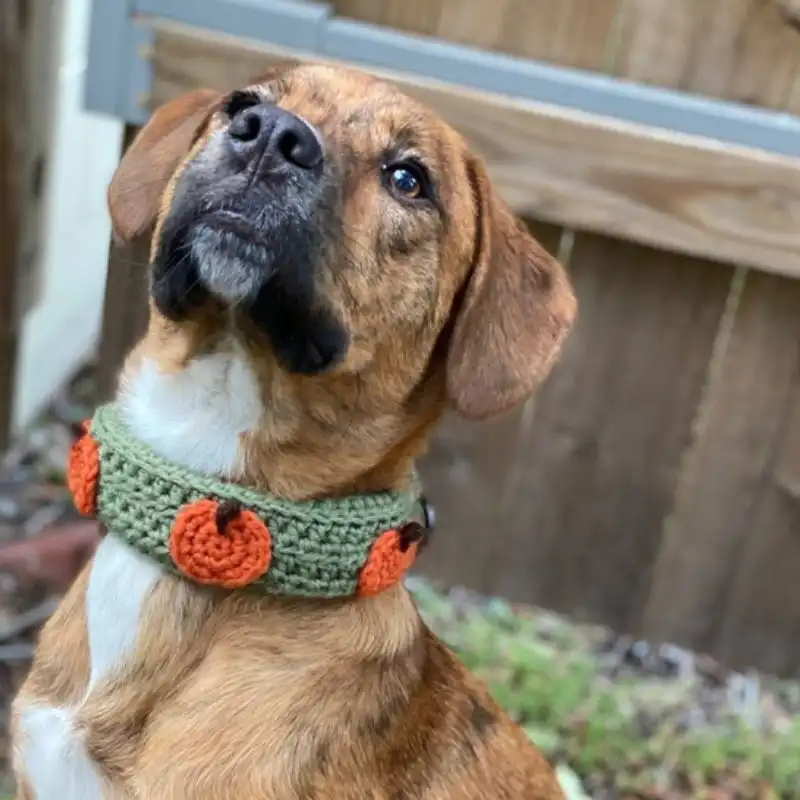 Fall Pumpkin Slip-On Dog Collar Cover