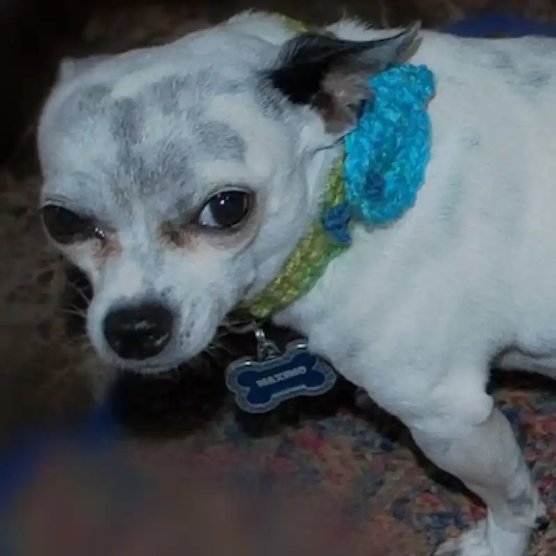 Mermaid Dog Tail And Fishy Collar