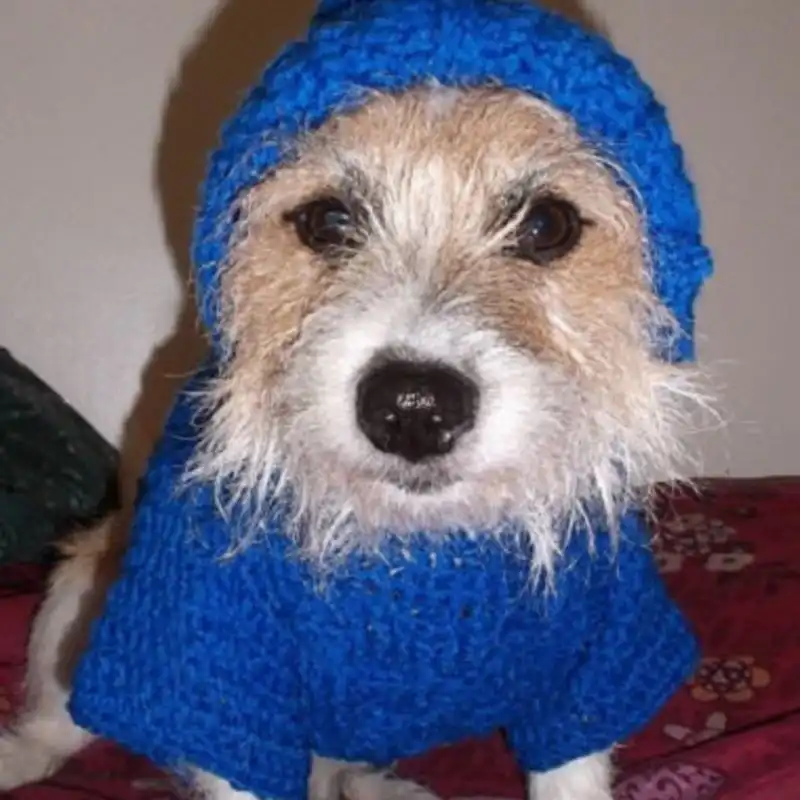 Crochet Dog Hoody Pattern