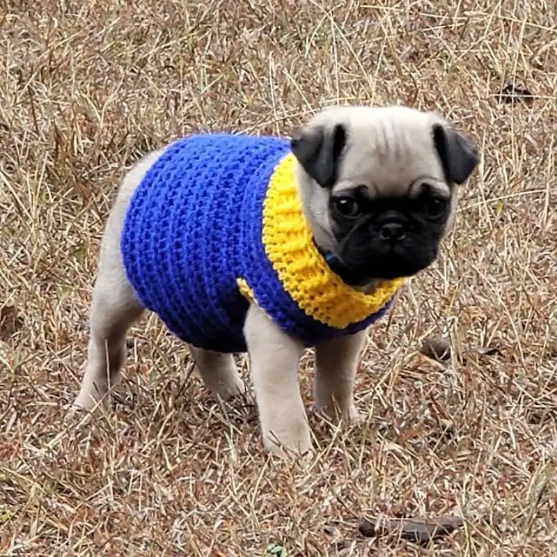 Pug Puppy Sweater