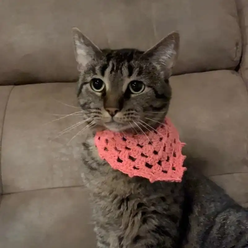 Adorable Cat Bandana