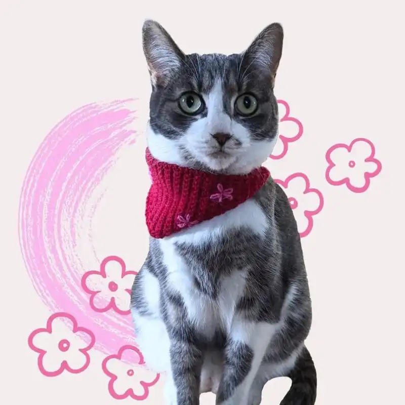 Easy Cat Bandana