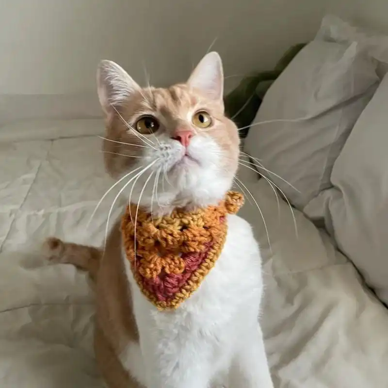 Sunset Cat Bandana