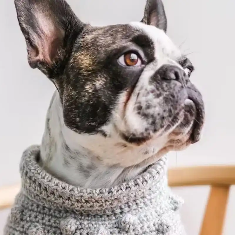 Brampton Dog Bandanna