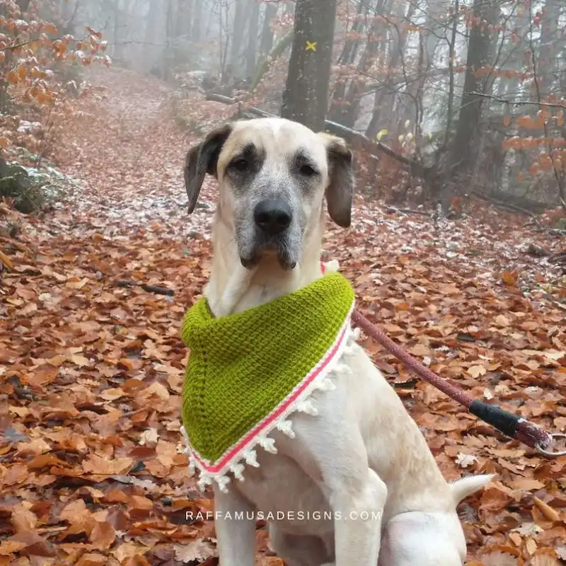 Tunisian Dog Bandana