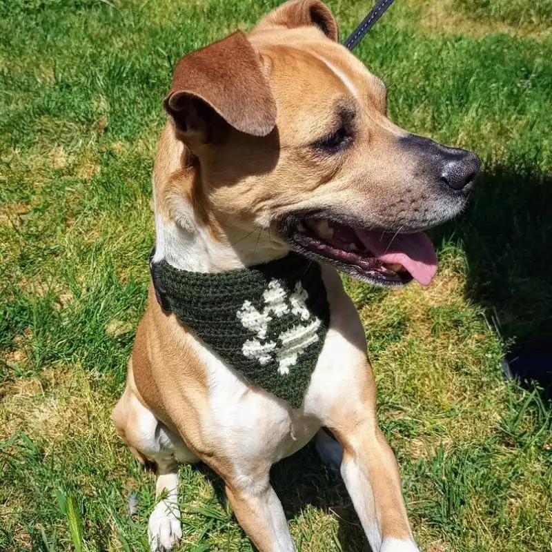 Large Dog Hiking Bandana