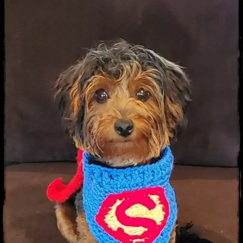 Super Dog Bandana