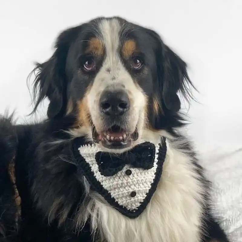 Tuxedo Dog Bandana