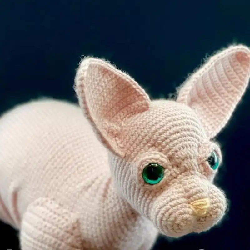 Sphynx Cat