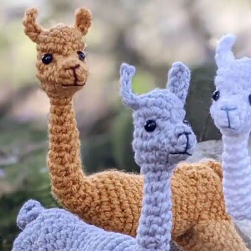 A Herd Of Alpacas